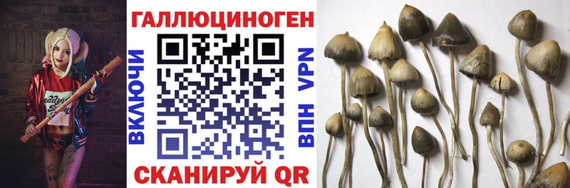 Галлюциногенные грибы мицелий  купить  сайты  кракен как зайти  Цоци-Юрт 